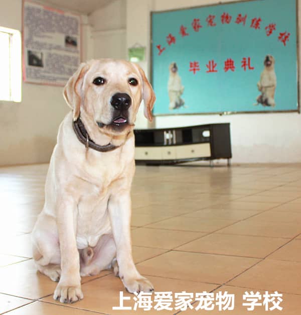 拉不拉多毕业照 训练拉不拉多学员图片 拉不拉多可爱的样子 上海爱家宠物学校专业拉不拉多训练.jpg