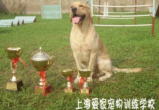 拉不拉多学员 拉不拉多专业比赛训练.jpg