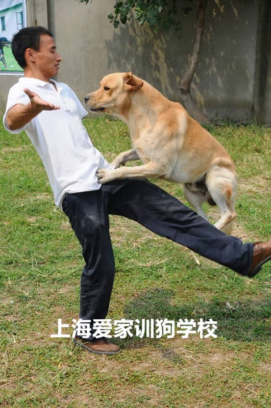 拉不拉多训练照 拉不拉多运动照 拉不拉多培训 训练拉不拉多犬.jpg