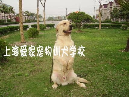 拉不拉多坐立训练 训练拉不拉多做动作 上海爱家训犬学校专业拉不拉多动作训练.jpg