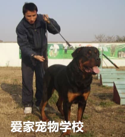 罗威纳犬 罗威纳犬训练照 罗威纳犬体型.jpg