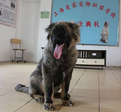猛犬训练 训练猛犬 上海爱家训狗学校专业猛犬训练.jpg