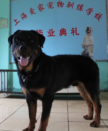 上海训犬 罗威纳犬.jpg