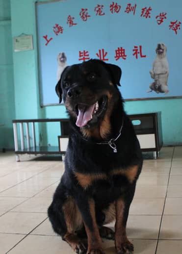 上海驯犬基地 上海驯犬 训狗学校.jpg