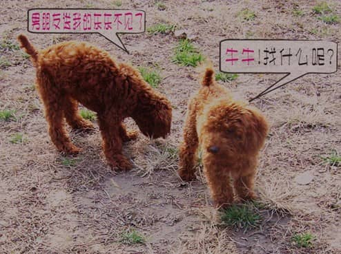 泰迪犬学员 泰迪犬训练 专业泰迪犬训练 上海爱家宠物学校.jpg