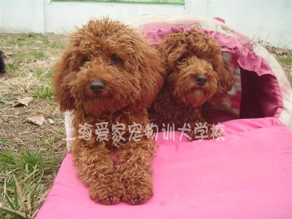 泰迪犬训练 训练泰迪犬 泰迪犬大小便训练方法 上海爱家宠物学校.JPG
