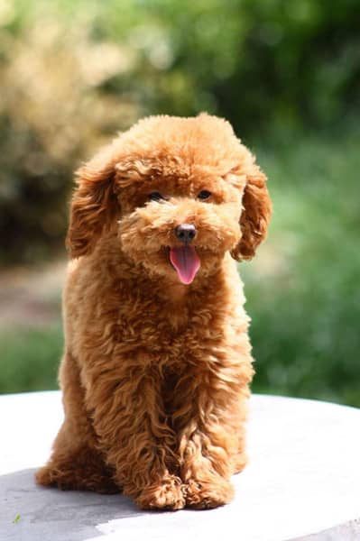 泰迪犬培训 泰迪犬训练 训练泰迪犬 泰迪犬.jpg
