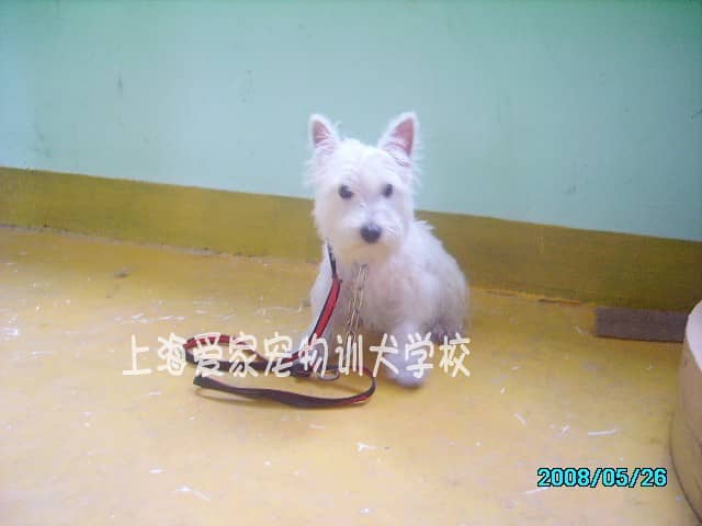 西高地训练 训练西高地犬.jpg