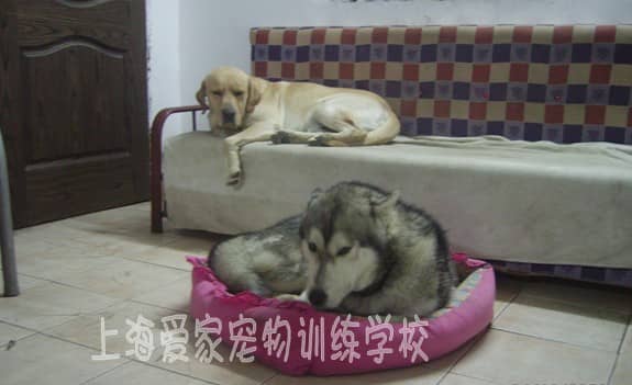 训狗在家安静 狗狗在家指定地方训练 哈士奇与拉不拉多和睦相处.jpg