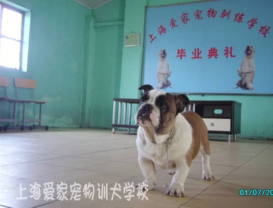 英国斗牛犬上学后的毕业照.jpg