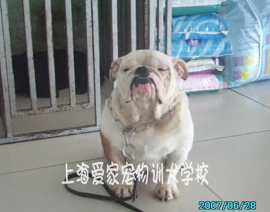英国斗牛犬训练方法 训练英国斗牛的方法 专业英国斗牛犬 英国斗牛培训.JPG