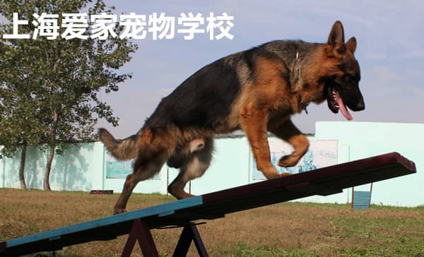 德牧牧羊犬训练照 德国牧羊犬训练 上海专业训练德国牧羊犬 爱家训狗学校.jpg