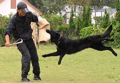 德国牧羊犬警卫巡逻.jpg