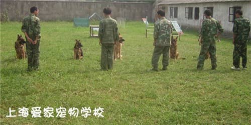 狗狗培训价格 狗狗学费.jpg